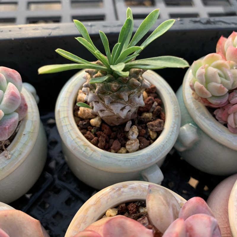 小さな多肉植物、超かわいい、貴重で希少な親指鉢、ミニ鉢植え、鉢付き多肉植物鉢植え、小さな古い支柱|undefined