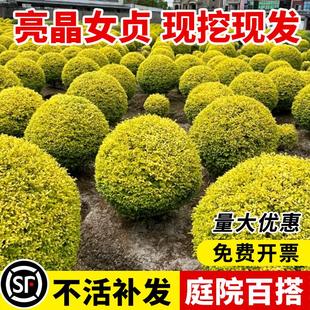 ����Ůؑ�����ֲ����Ի��@�쾰���͘�������ǽ��~Ůؑ�ͺ���ľ