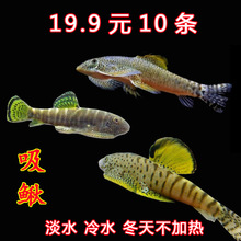 观赏鱼活体水族宠物原生鱼小型淡水冷水鱼清道夫方式长汀吸鳅