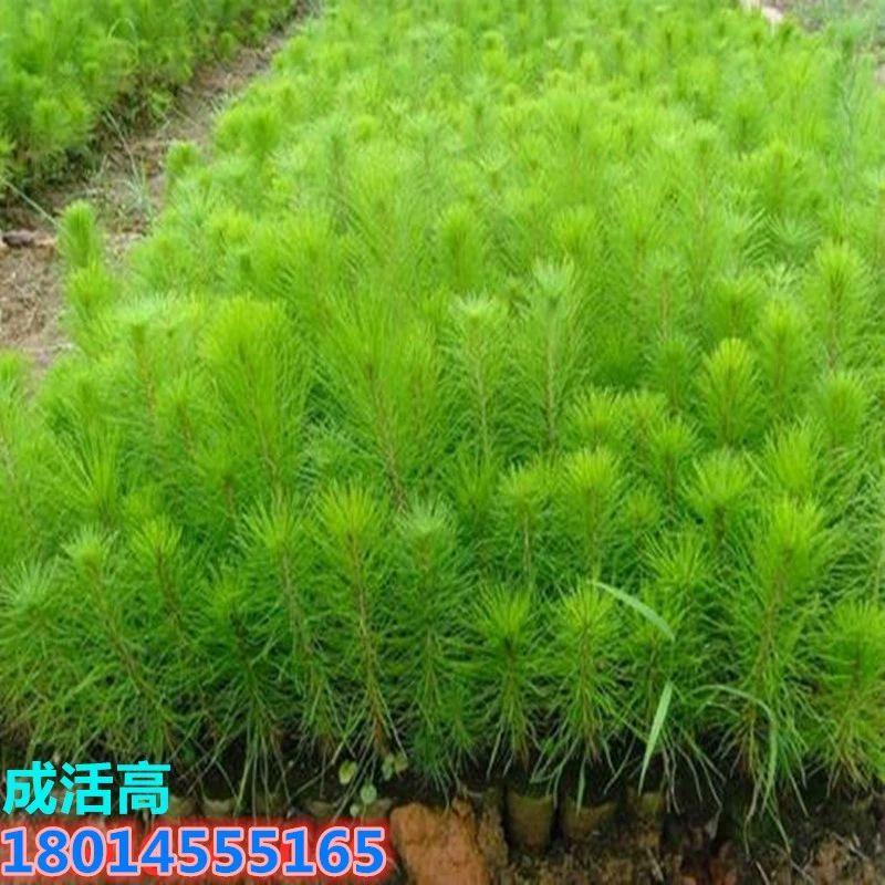 Оптовые рассады Pinus massoniana Подстаканники саженцы Pinus massoniana посадка Черной Сосны в горшках с холодной переносимостью на юге и севере