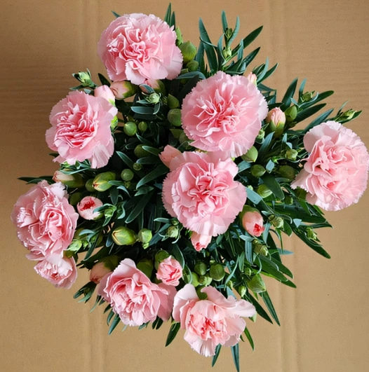 Гвоздики горшечные цветочные рассады с цветочными бутонами