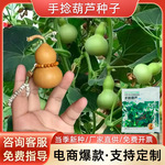 小手捻葫芦种子庭院阳台爬藤植物种子盆栽四季种植室内绿色葫芦籽