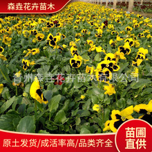 ��ɫ������ ֲ�������^�p����Ѩ�P���ɫ�̨�ݻ��G���ͺ�����