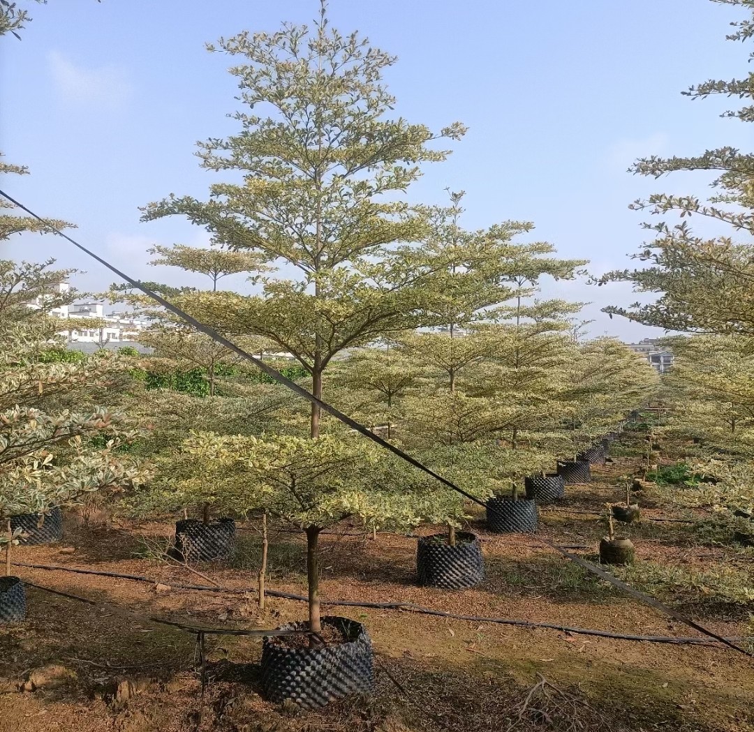 锦叶榄仁 花叶榄仁 斑叶榄仁 步步高树高3-4米基地批发-阿里巴巴