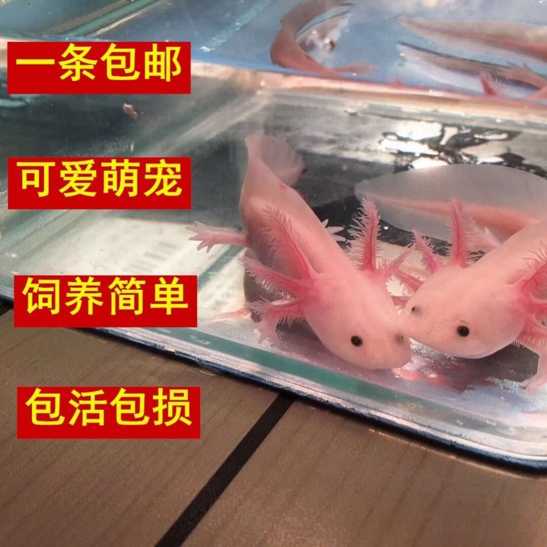 遛狗扑骑小孩后续：狗主骂人拒道歉叫嚣去起诉小区传开元棋牌- 开元棋牌官网 - APP下载开已社死