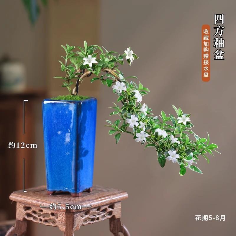 Musgo bola de junio nieve bonsai planta hidropónica acantilado modelado mini micro paisaje plantación verde de mesa interior pequeña maceta image 4
