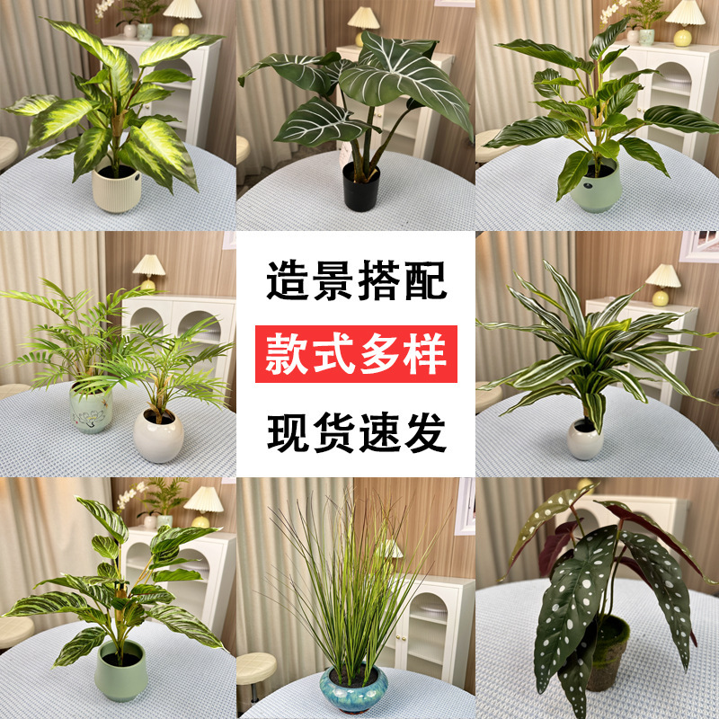 シミュレーション緑植単枝束ブラジル木楡樹葉室内装飾造景竹葵客間装飾シミュレーション植物|undefined