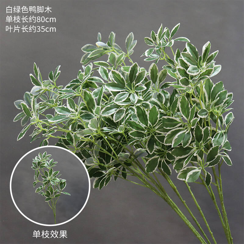 Madera de pie de pato verde blanco