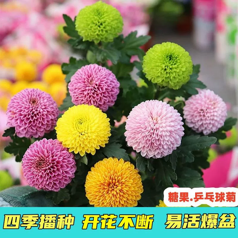Семена хризантемы для настольного тенниса Четыре сезона Цветение Легкий цветок Крытый балкон Растение Настольный теннис Хризантема Красочные семена