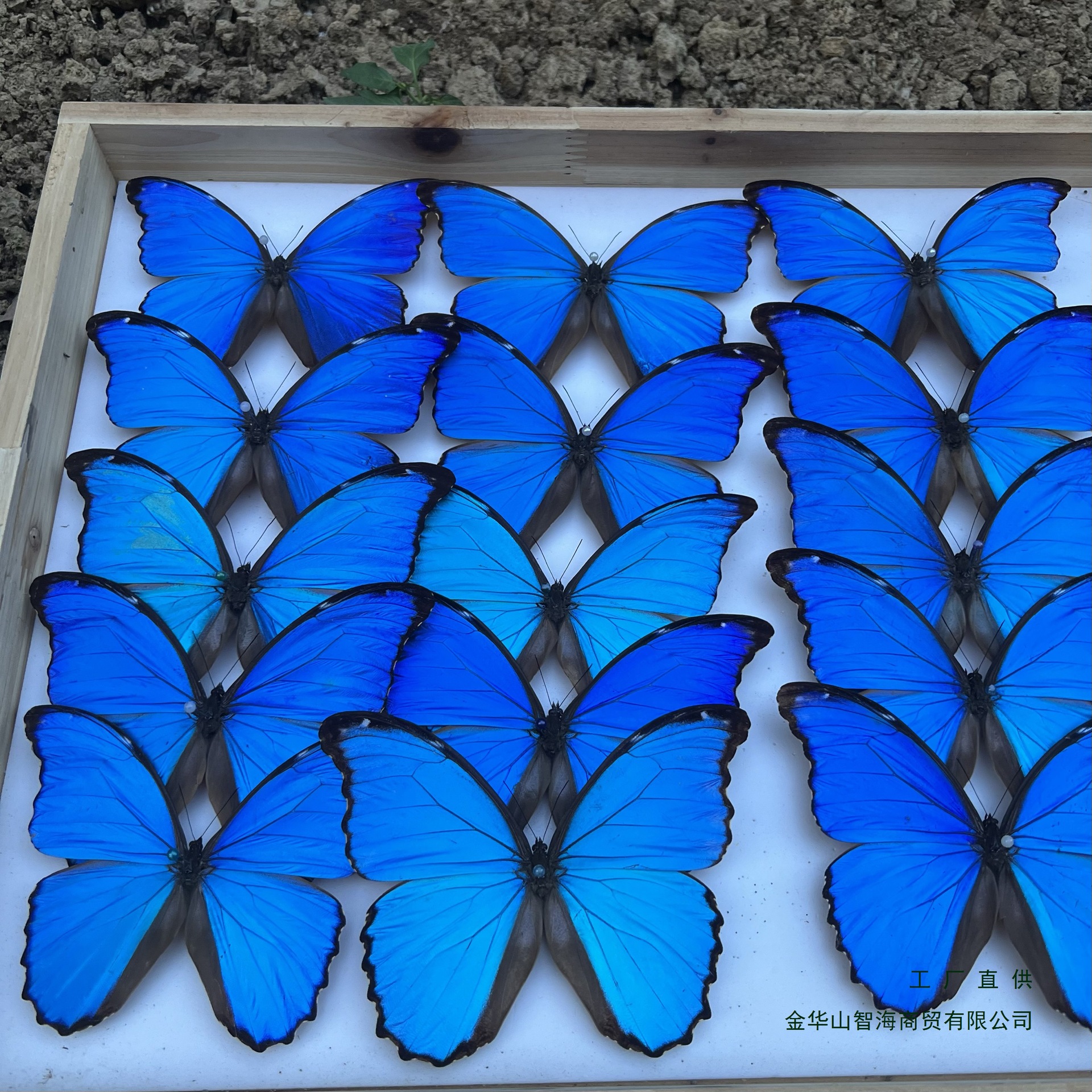 大蓝闪蝶各种闪蝶已展翅盒装压棉材料
