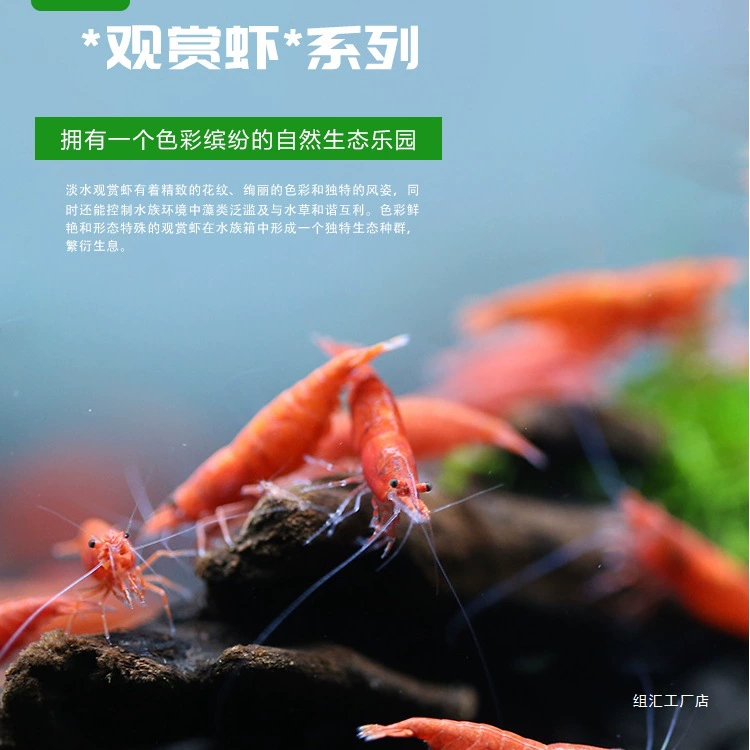 Декоративные креветки, пресноводные живые домашние животные, травяной резервуар, черный рис, кристаллические креветки, вишневый цвет, огненный рис, креветки, большой инструмент для удаления водорослей, креветки