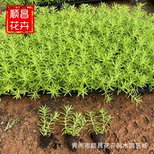 金叶佛甲草穴盘苗批发地被植物黄金条道路绿化花苗穴盘苗批发