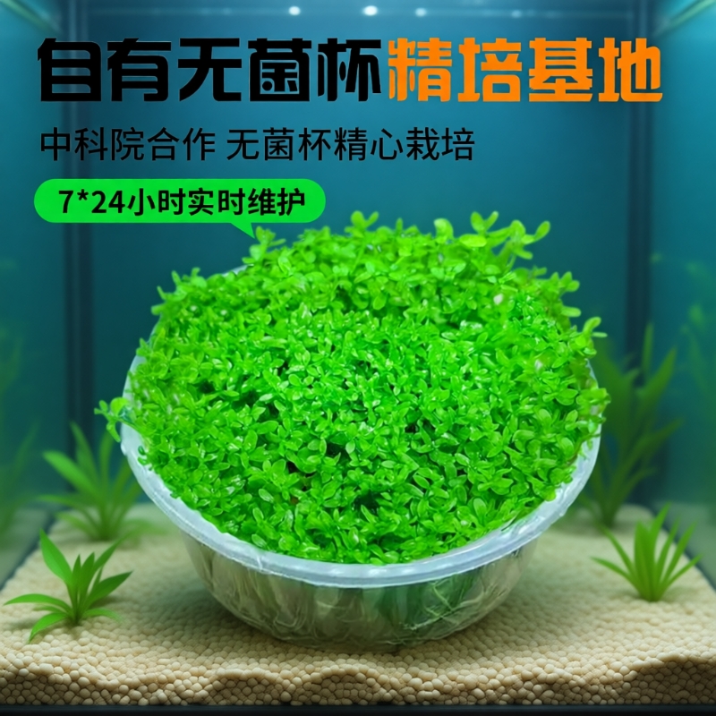 High-Quality Pearl Grass Aquatic Plant Cup, Sterile Cup, Japanese High-Quality Pearl Plant for Aquarium Landscaping, Specifically for Shade-Loving Ground-Crawling Plants and Low-Growing Lawns