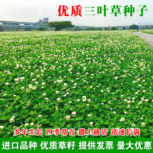 Imported Clover Seeds, Red Clover, White Clover Seeds, Lucky Clover, Evergreen and Cold-Resistant Green Lawn Grass Seeds for All Seasons