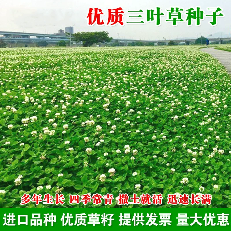 Импортированные семена клевера, красный клевер, семена белого клевера, счастливый клевер, семена вечнозеленой и морозостойкой зеленой газонной травы для всех сезонов.