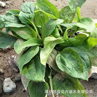 松果菊 草原松果菊种子草花种子乡村花海花籽景区紫松果菊花盆栽