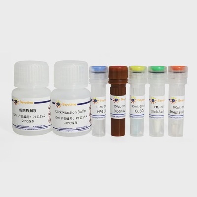 P1215S BeyoClick&trade; HPG蛋白合成检测试剂盒(WB法) 50-500次|ru