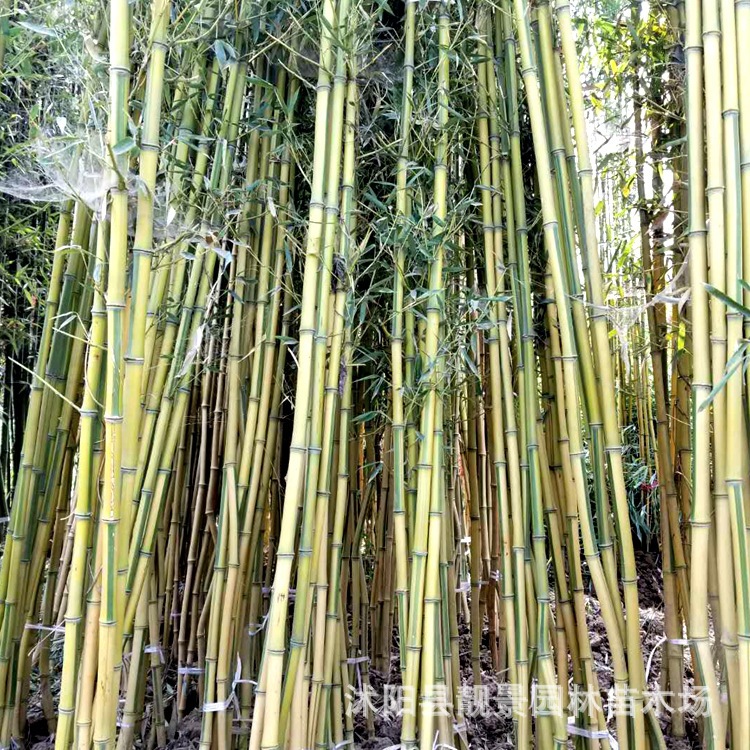 庭院别墅批发观赏绿化植物碧玉间黄金竹 金镶玉竹子基地 量大优惠-阿里巴巴
