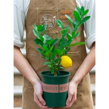 ��ˮ�������Ԙ�������҃��̨����ͥԺ�ļ��Y�����Bֲ���Ϙ�����