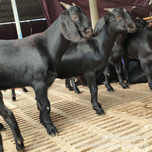 福建黑山羊20-45公斤 黑山羊一只 黑山羊种苗养殖场