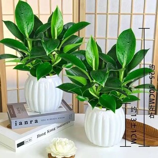[Purify the Air] Green Princess Hydroponic Golden Diamond Potted Indoor Flower Plant Desktop Green Plant Evergreen Easy to Live