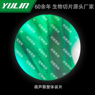 Whole Cucurbit Moss Loading College Medical College Histopathology Paraffin Slide Specimen Microscope
