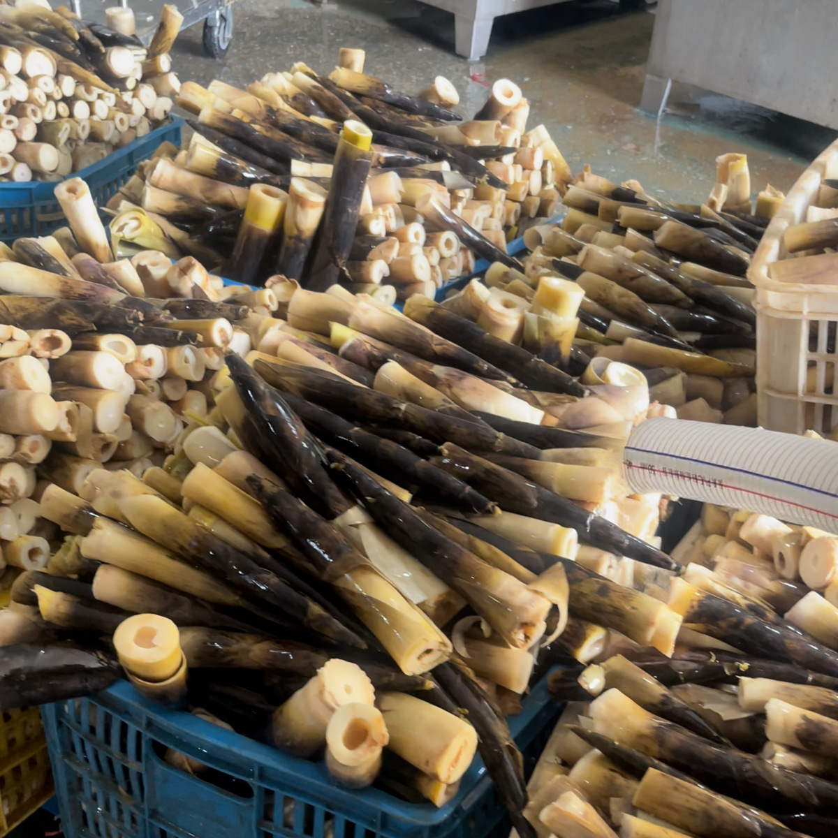 手剥笋抖音快手多多零食香辣泡椒味原味手扒脆笋一件代发500g定做