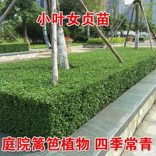 Small-Leaf Ligustrum Saplings, Courtyard Hedge Plants, Cold-Resistant, Non-Deciduous, Evergreen Green-Leaf Ligustrum Greening Project Seedlings for All Seasons