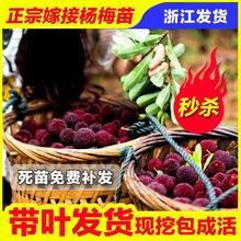 正宗嫁接东魁杨梅树树苗杨梅苗南北方种植地栽果树苗当年结果特大