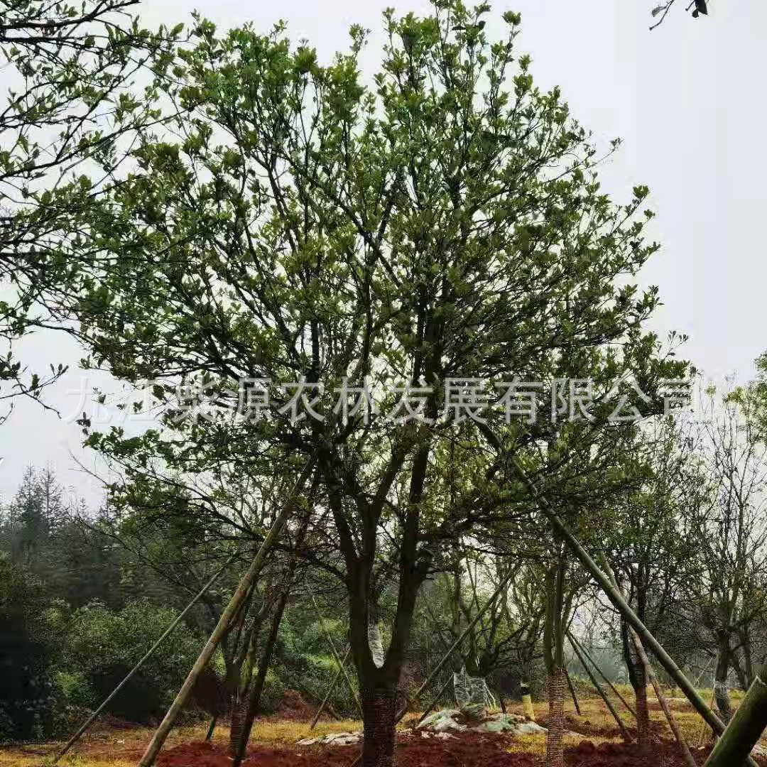 Поставка лимонных деревьев, красиво формированных лимонных деревьев, фермерских лимонных деревьев 15cm лимонных деревьев 20cm