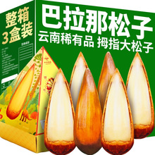 巴拉那松子云南特产拇指大松子开口原味熟食坚果小零食送礼礼盒装