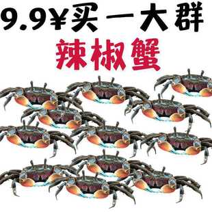 Mini Chili Crab Ornamental Crab Pet Crab Freshwater Fish Tank Algae Removal Feces Cleaning Tool Deep Water Small Crab