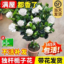 ���U�����Ǘd�ӻ����Ԏ��������~�Ϙ�Φ�Ә���ĵ���ļ��໨��ֲ��