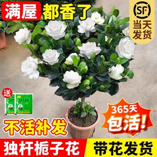���U�����Ǘd�ӻ����Ԏ��������~�Ϙ�Φ�Ә���ĵ���ļ��໨��ֲ��