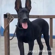 批发纯种黑狼犬幼犬活体狗狗小狗大型防爆犬猛犬护卫犬工作犬狼狗