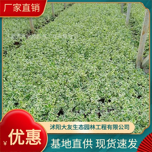 Цветение Лиана Чанчунь кустарник лиственный