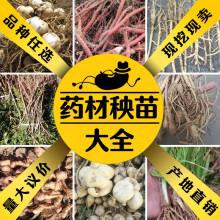 中草药苗大全百草园种苗天门冬苗金银花枸杞树苗黄精玉竹艾叶百合
