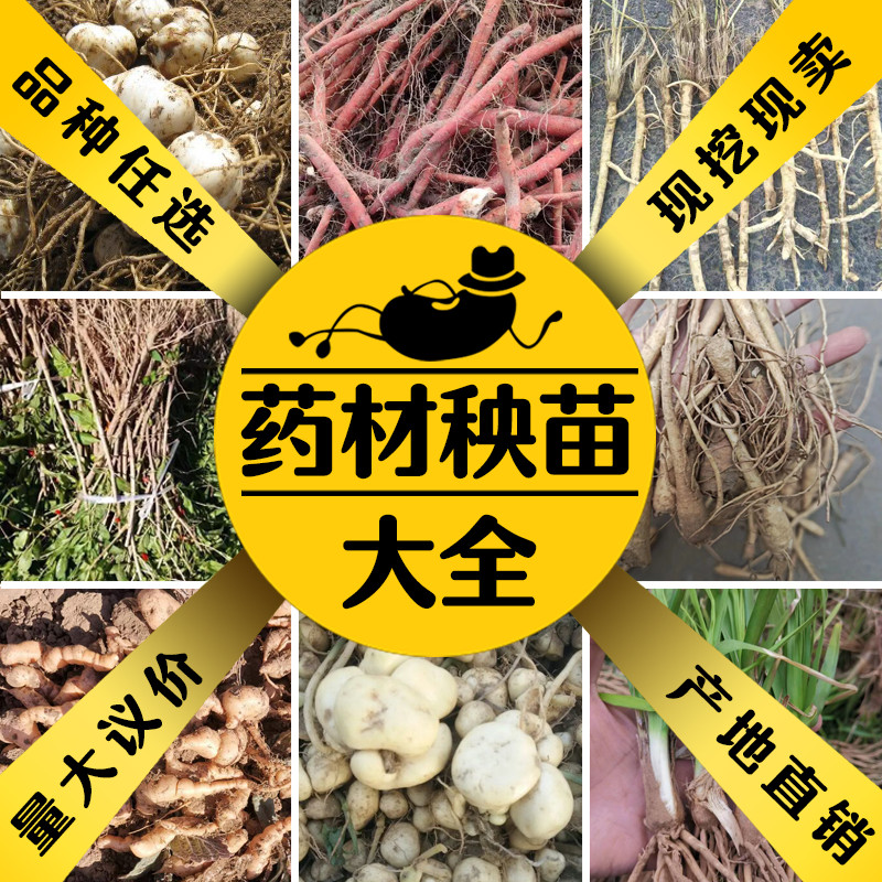 中草药苗大全百草园种苗天门冬苗金银花枸杞树苗黄精玉竹艾叶百合