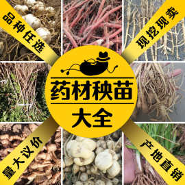 中草药苗大全百草园种苗天门冬苗金银花枸杞树苗黄精玉竹艾叶百合