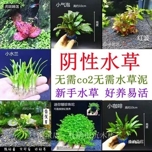 Foreground Aquatic Plants for Negative Grass Carp Tank Decoration, Landscaping Plants, Mini Grass Fixed Freshwater Oxygenation Beginner's Package