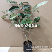 ���̹������������̖���j�ӹ�����޽������Ե��dͥԺ�̨�Nֲ