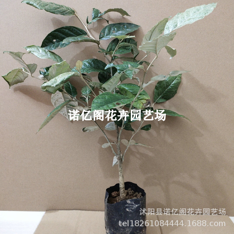 羊奶果树苗果大德甜二号胡颓子果树苗嫁接苗盆栽地载庭院阳台种植