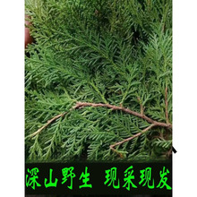 �FժҰ���Y��Ȱؘ�֦��ؘ��~ϴ�l�ݾ�Ѭ�D��DIY�}�Q�仨�h���r