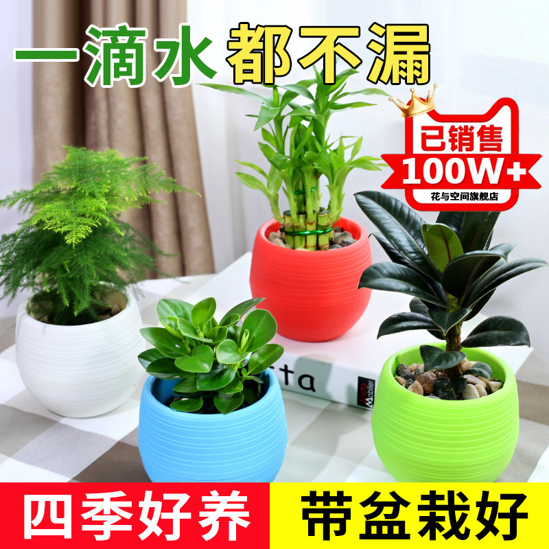 Money Tree, Gardenia, Asparagus, Green Dill, Aloe Vera, Office Air Purifying Green Plants, Desktop Florals, Potted Plants, Bonsai