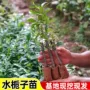 中草大叶栀子花水栀子种苗