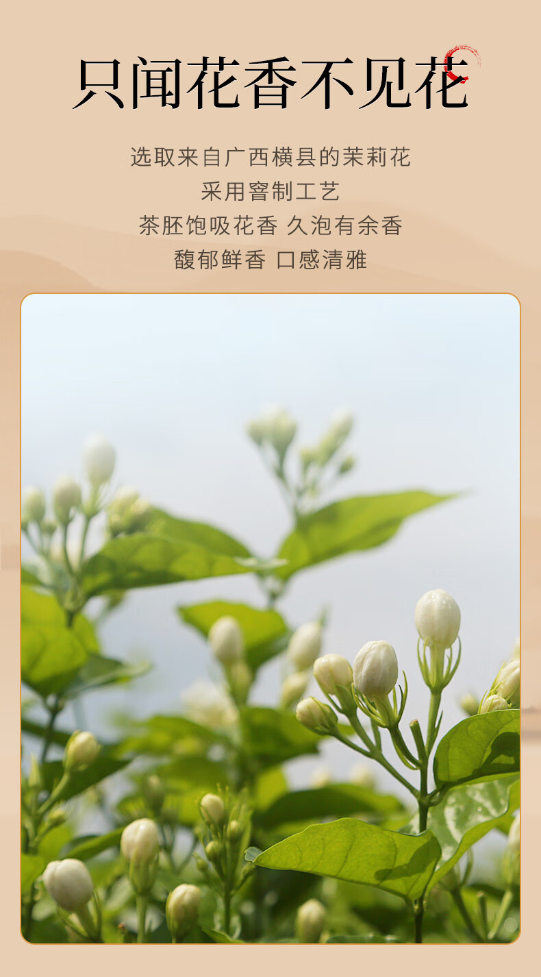Jasmine Green Tea Loose Leaf 75g Can Premium Maojian Scented Tea for Cold Brew and Daily Drinking overview