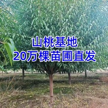 山桃树8-12cm粗山毛桃树价格山桃树树苗植物山桃花苗绿植山桃批发