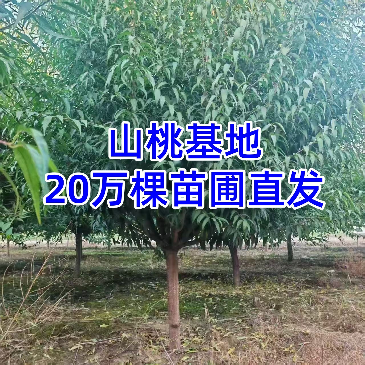 山桃树8-12cm粗山毛桃树价格山桃树树苗植物山桃花苗绿植山桃批发