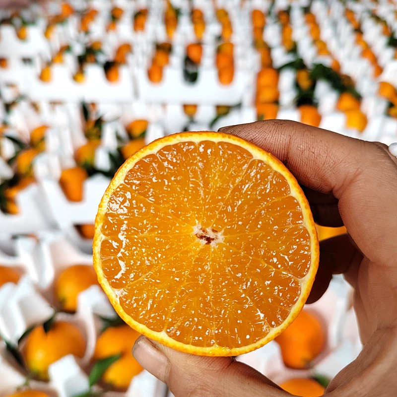 【Основной производственный район - Чжунтон】Апельсины-желе №38 из Мэйшань, провинция Сычуань, напрямую с места происхождения, свежесобранные и немедленно отправленные.