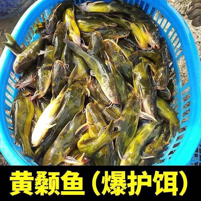 Cebo de pesca de garrafas amarillas, cebo de pescado de hueso amarillo, cebo de pescado de picante, cebo de pescado de picante especial para pesca salvaje, cebo de garrafas amarillas, cebo de garrafas amarillas, fábrica de cebo de pequeño nido